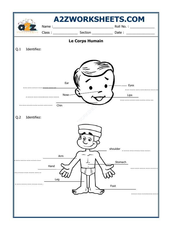 A2ZWorksheets:Language-French-French Worksheet - Le Corps Humain