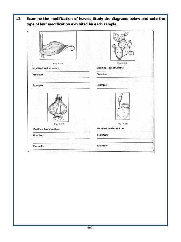 A2ZWorksheets:Science-Plants and Living Organisms-Getting To Know Plants