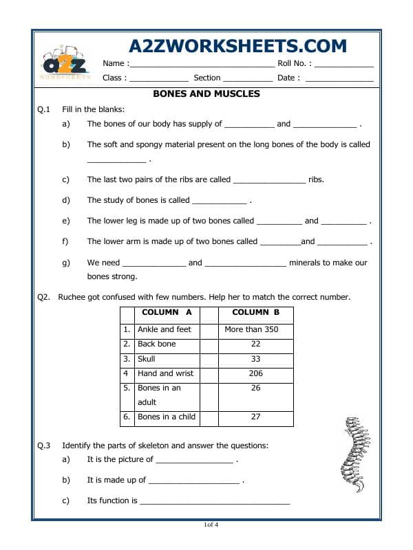 A2ZWorksheets:Science-Humans-Class - V - Bones And Muscles