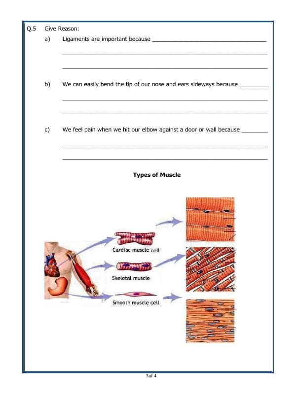 A2ZWorksheets:Science-Humans-Class - V - Bones And Muscles