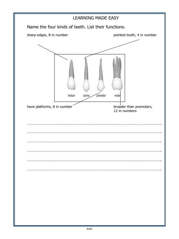 A2ZWorksheets:Science-Humans-Teeth And Microbes