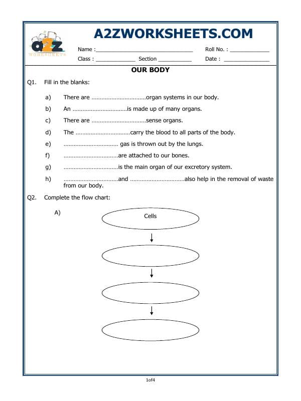 A2ZWorksheets:Science-Humans-Our Body