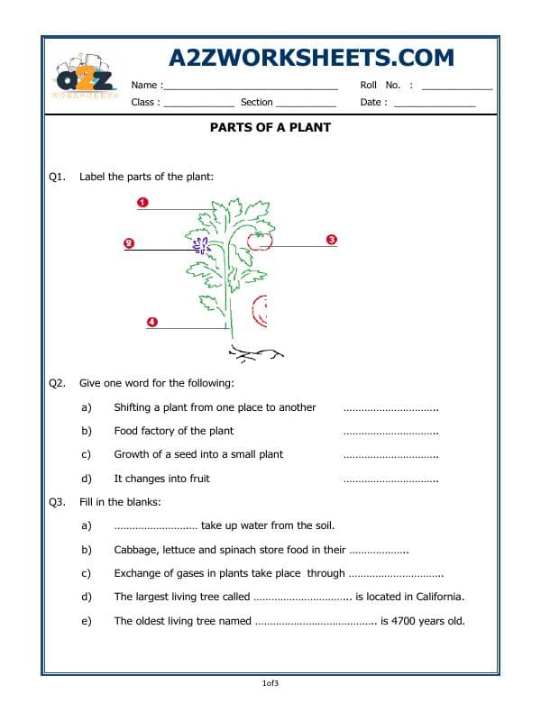 Parts Of A Plant