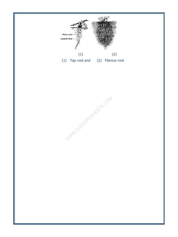 A2ZWorksheets:Science-Plants and Living Organisms-Getting To Know Plants-04