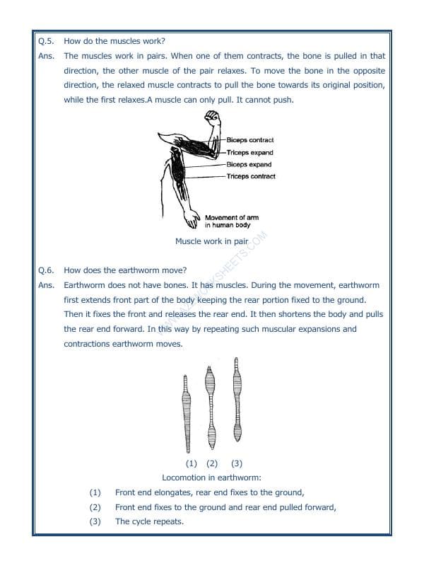 A2ZWorksheets:Science-Humans-Body Movements-03