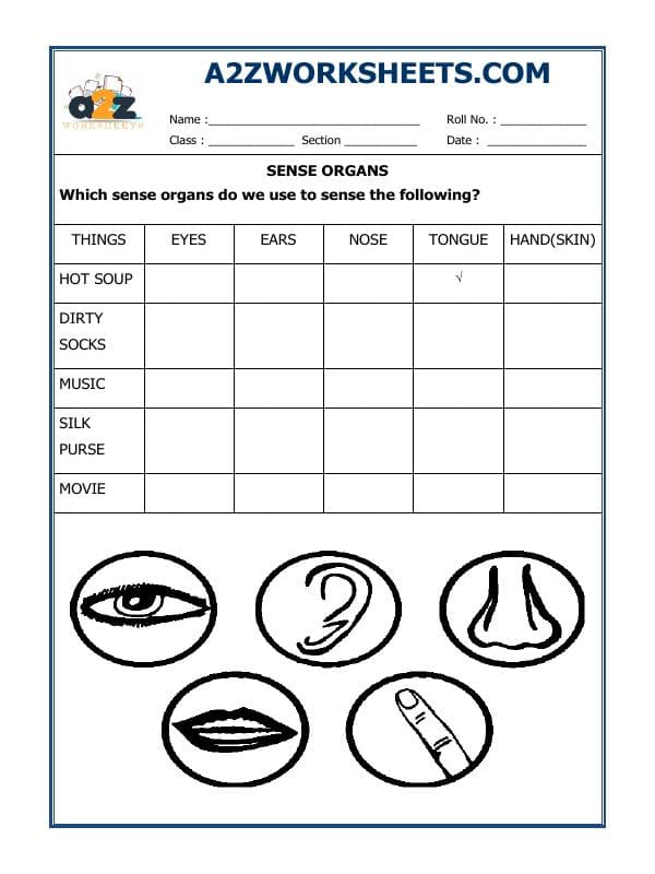 A2ZWorksheets:Science-Humans-Sense Organs