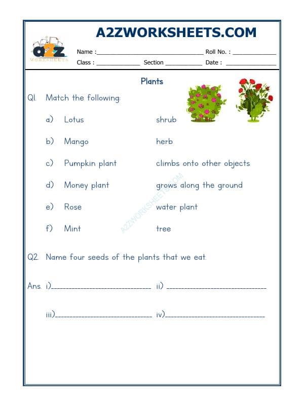 A2ZWorksheets:Science-Plants and Living Organisms-Plants-02