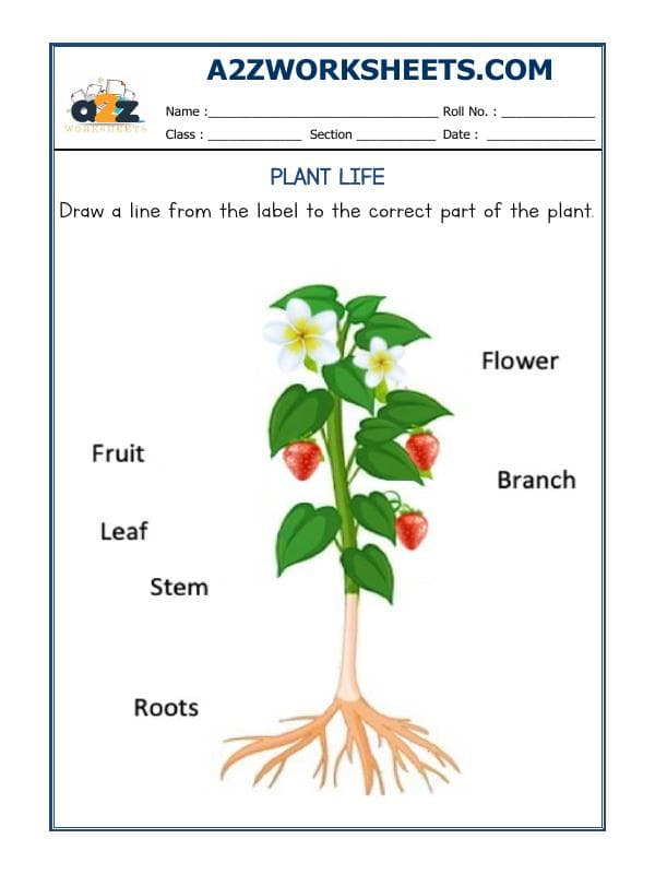 A2ZWorksheets:Science-Plants and Living Organisms-Plants Life-06