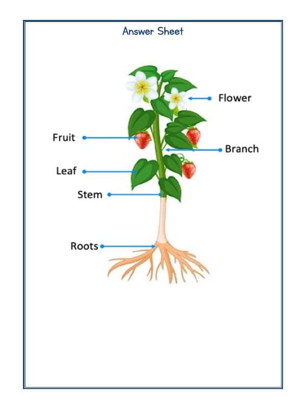A2ZWorksheets:Science-Plants and Living Organisms-Plants Life-06