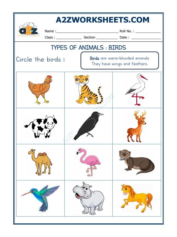 Animal Classification-03