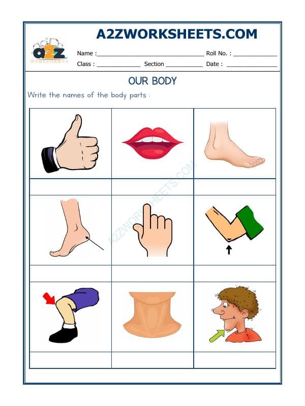 A2ZWorksheets:Science-Humans-Our Body-05