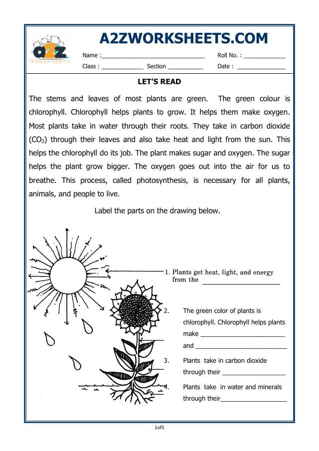 A2ZWorksheets:Science-Plants and Living Organisms-Plants-02