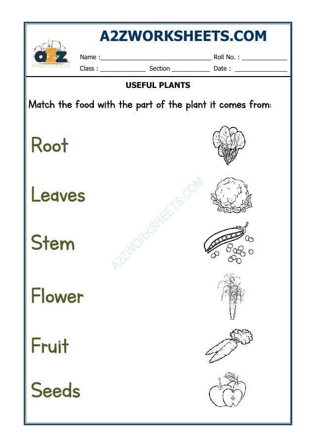 Class-I-Useful Plants-02