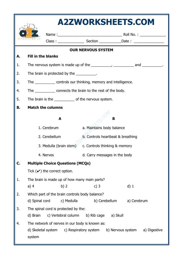 A2ZWorksheets:Science-Humans-Our Nervous System