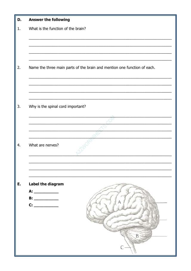 A2ZWorksheets:Science-Humans-Our Nervous System