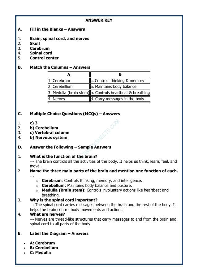 A2ZWorksheets:Science-Humans-Our Nervous System